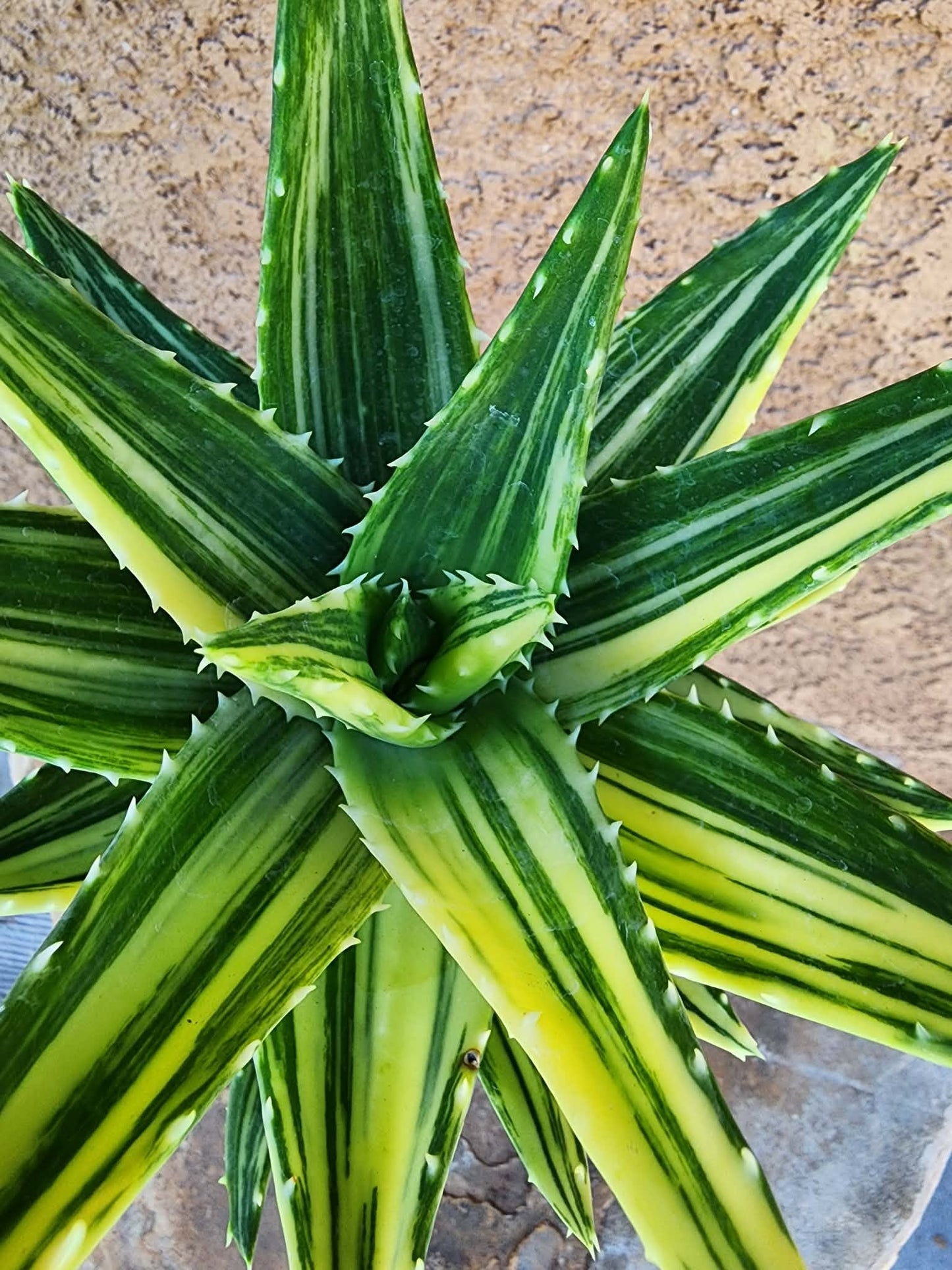 Aloe Nobilis 'Gold Tooth' variegata - Highly Variegated