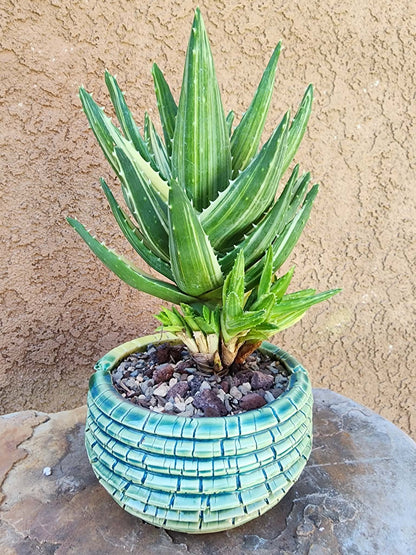 Aloe Nobilis 'Gold Tooth' variegata - Highly Variegated