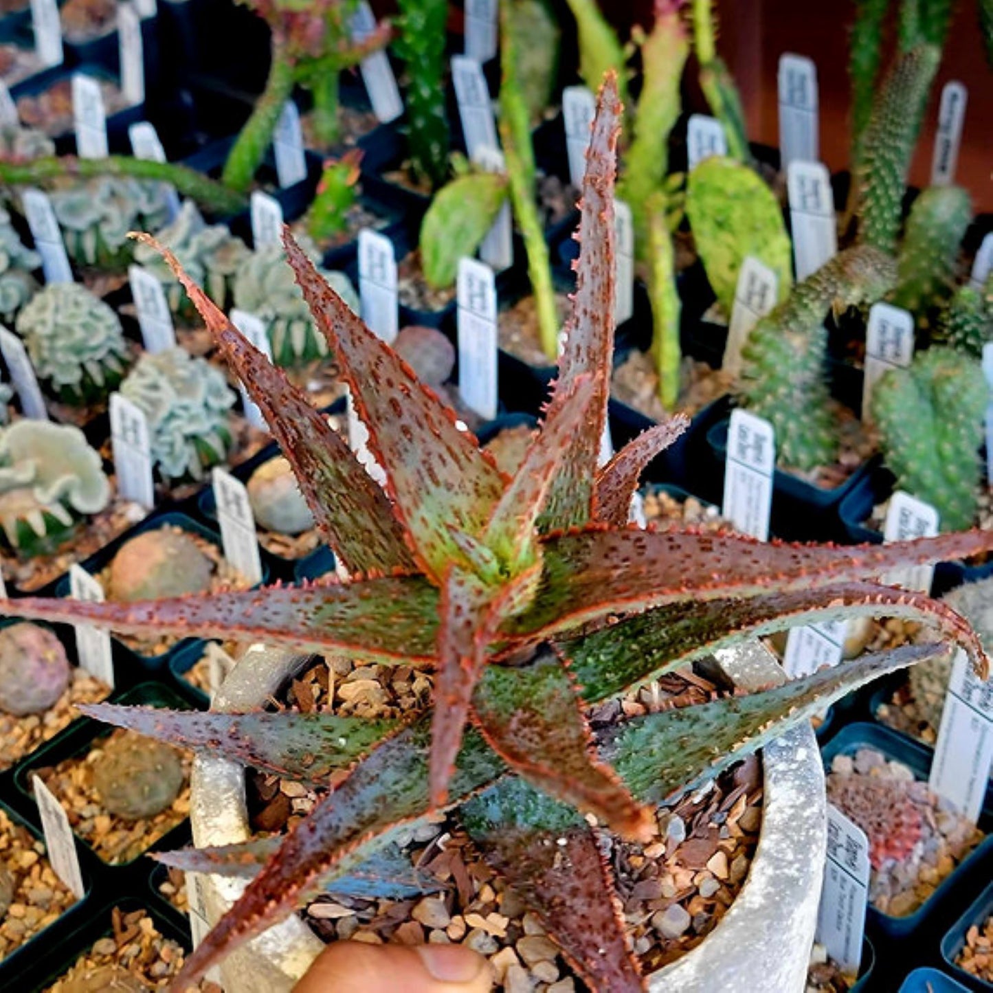 Aloe 'Viper' Hybrid