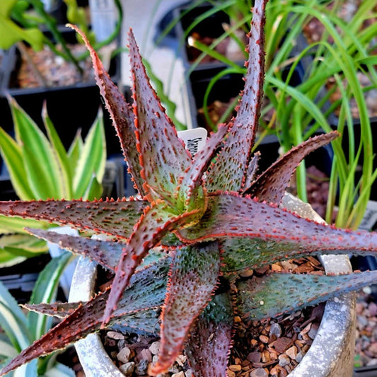 Aloe 'Viper' Hybrid