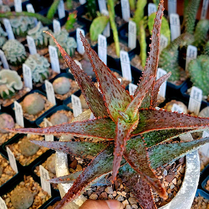 Aloe 'Viper' Hybrid