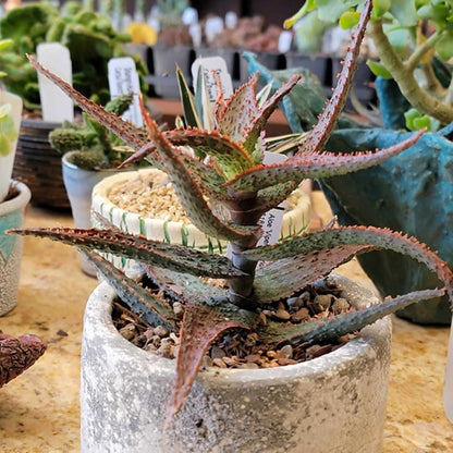 Aloe 'Viper' Hybrid