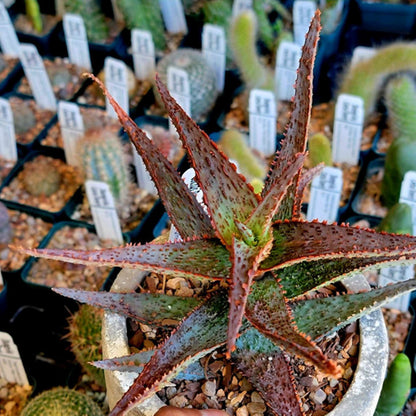 Aloe 'Viper' Hybrid