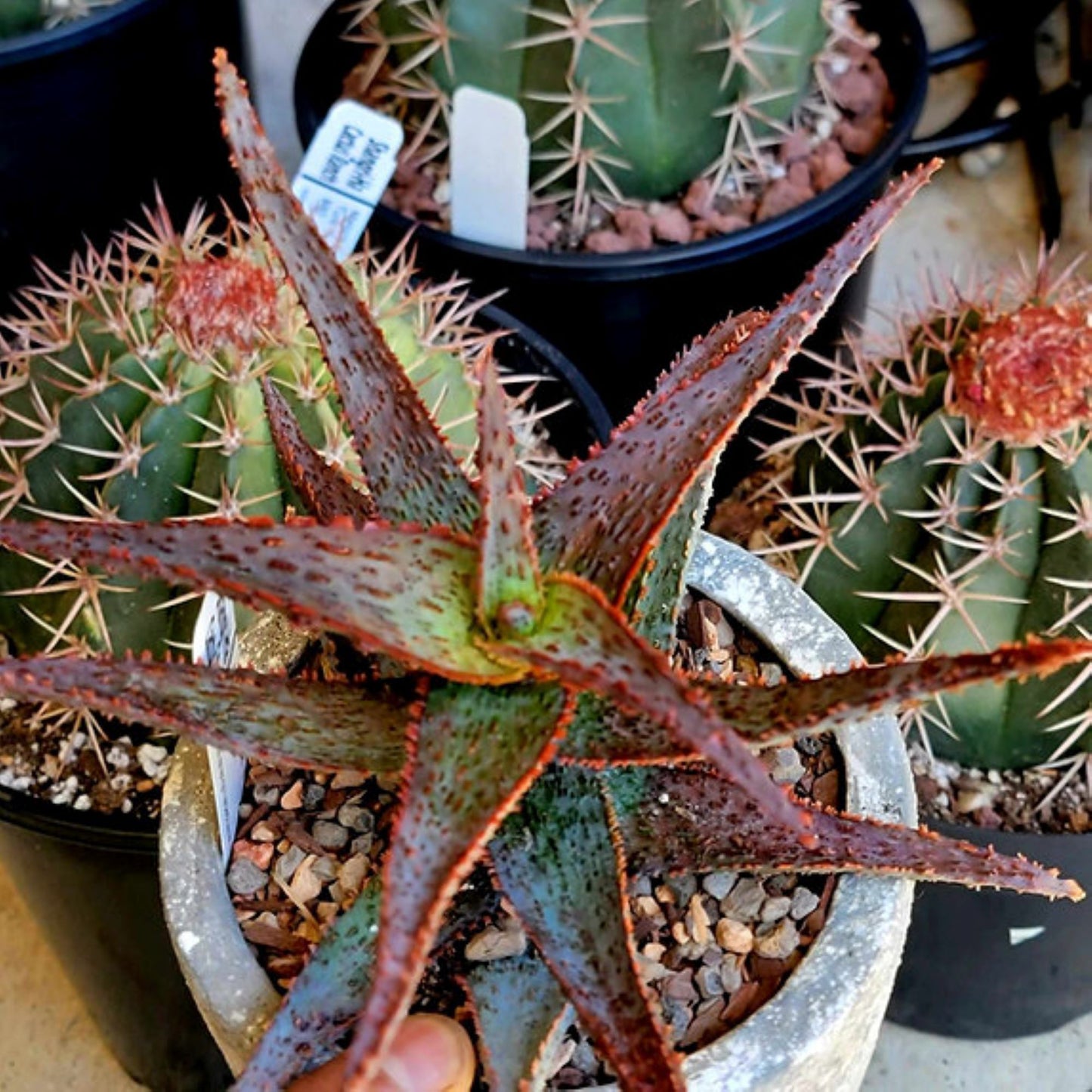 Aloe 'Viper' Hybrid