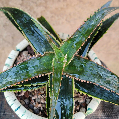 Aloe 'Sean's Red'