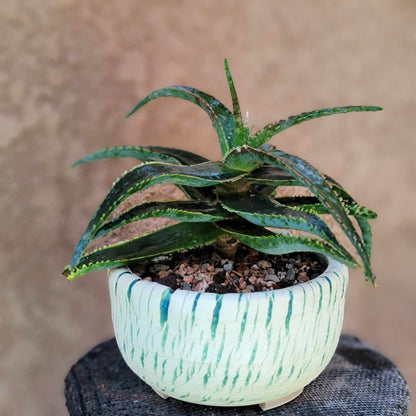 Aloe 'Sean's Red'