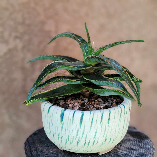 Aloe 'Sean's Red'
