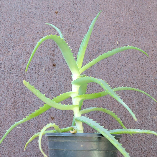 Aloe arborescens - Candelabra Aloe