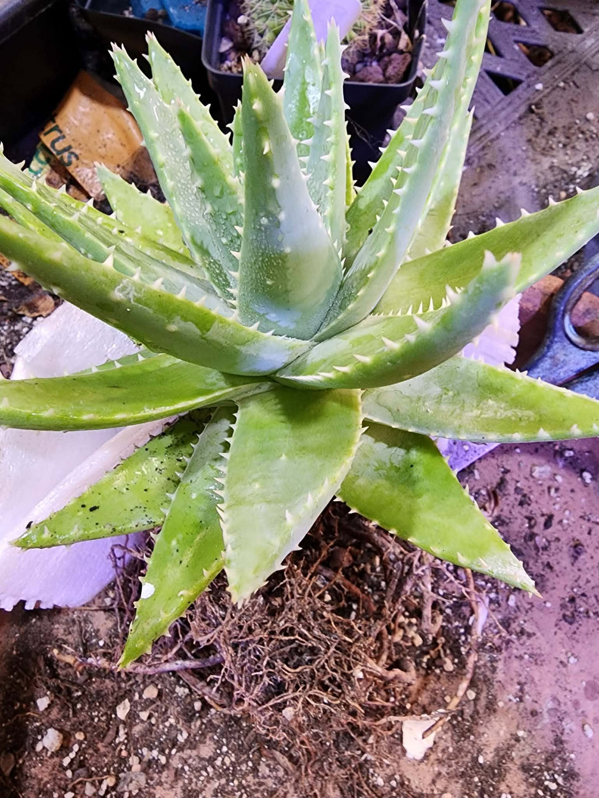 Aloe brevifolia – Crocodile Plant