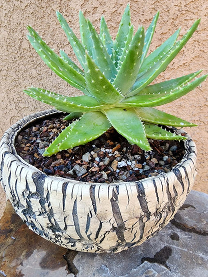 Aloe brevifolia – Crocodile Plant