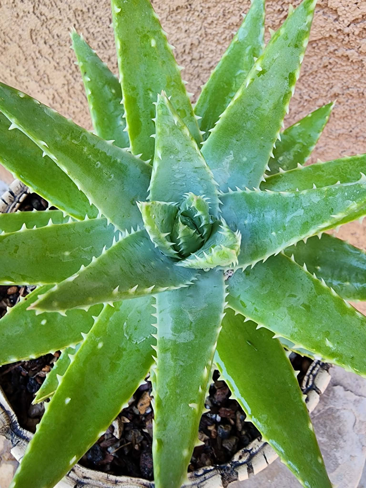 Aloe brevifolia – Crocodile Plant
