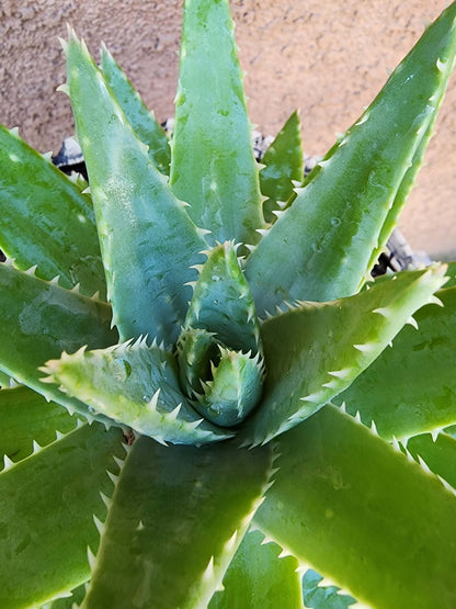 Aloe brevifolia – Crocodile Plant