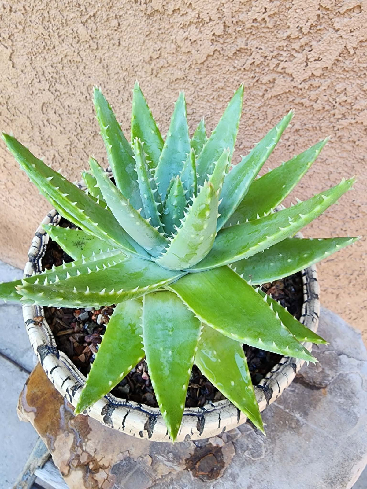 Aloe brevifolia – Crocodile Plant