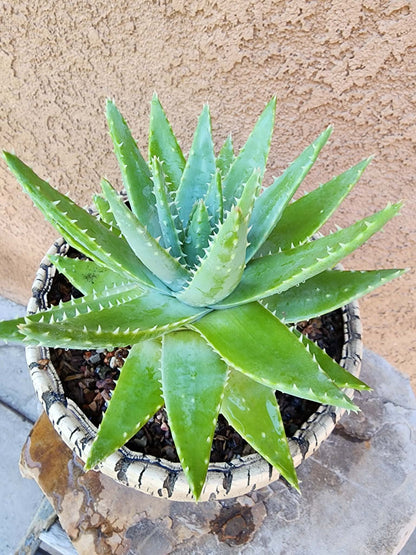 Aloe brevifolia – Crocodile Plant