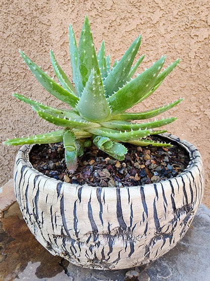 Aloe brevifolia – Crocodile Plant