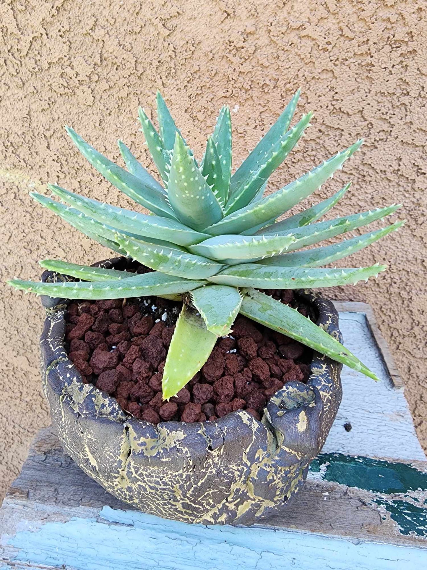 Aloe brevifolia – Crocodile Plant