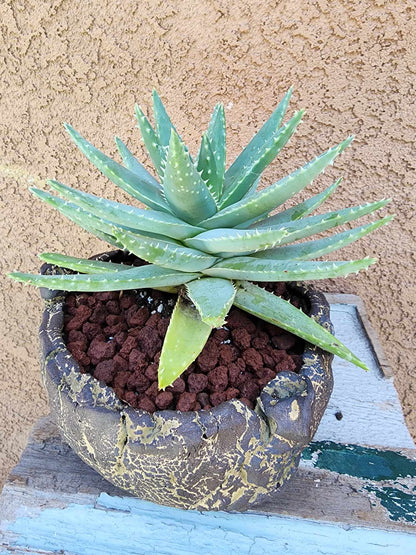 Aloe brevifolia – Crocodile Plant