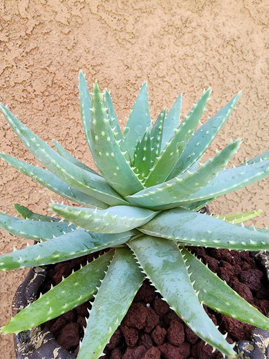 Aloe brevifolia – Crocodile Plant