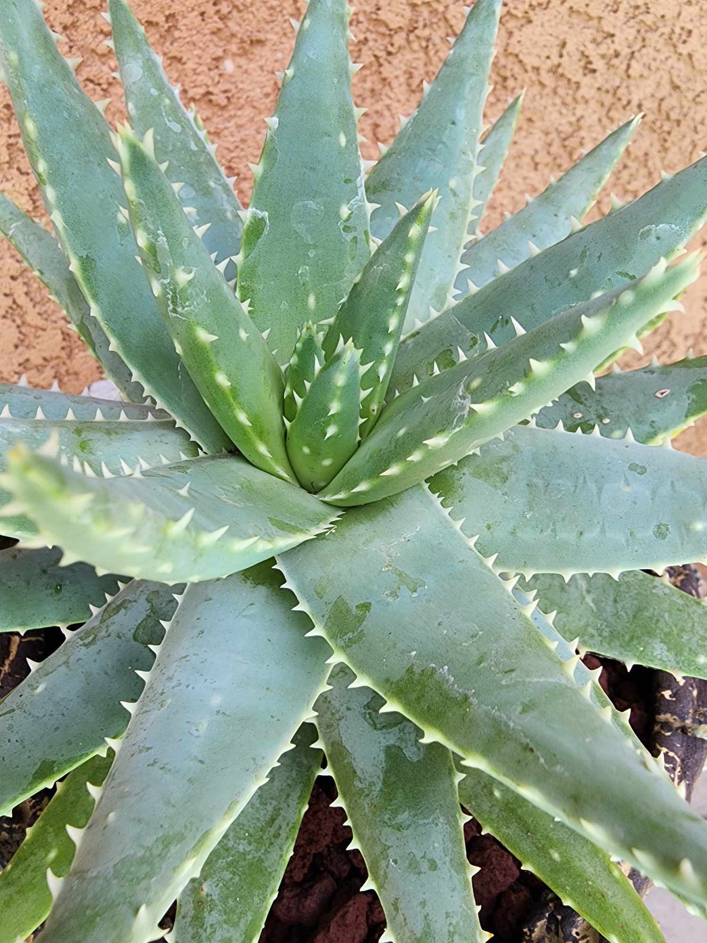 Aloe brevifolia – Crocodile Plant