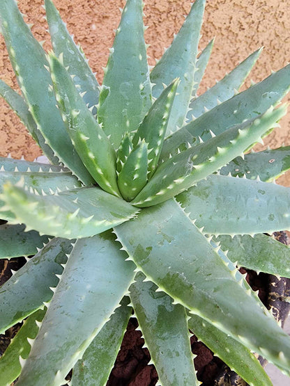 Aloe brevifolia – Crocodile Plant