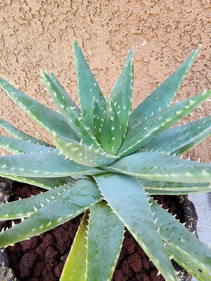 Aloe brevifolia – Crocodile Plant