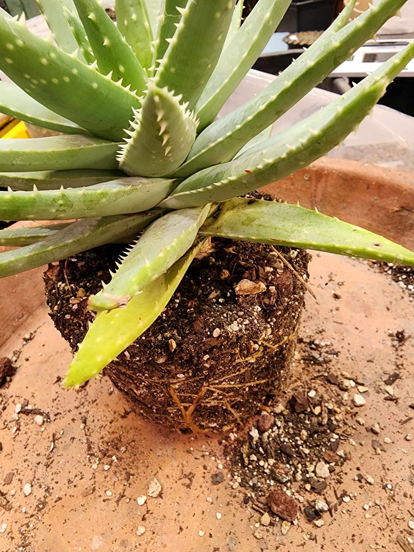 Aloe brevifolia – Crocodile Plant