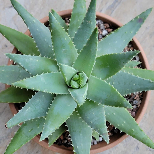 Aloe brevifolia – Crocodile Plant