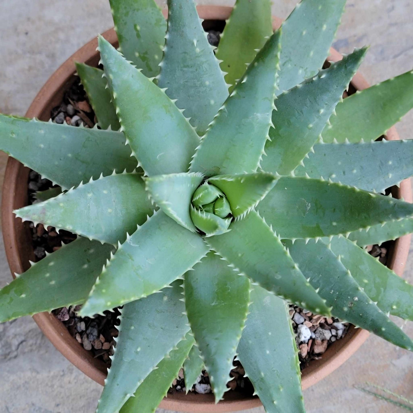 Aloe brevifolia – Crocodile Plant