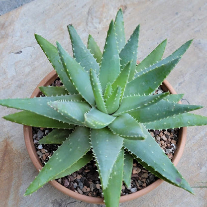 Aloe brevifolia – Crocodile Plant