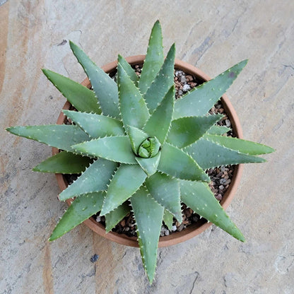 Aloe brevifolia – Crocodile Plant