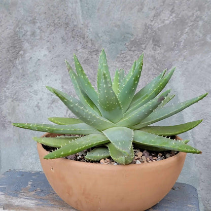 Aloe brevifolia – Crocodile Plant