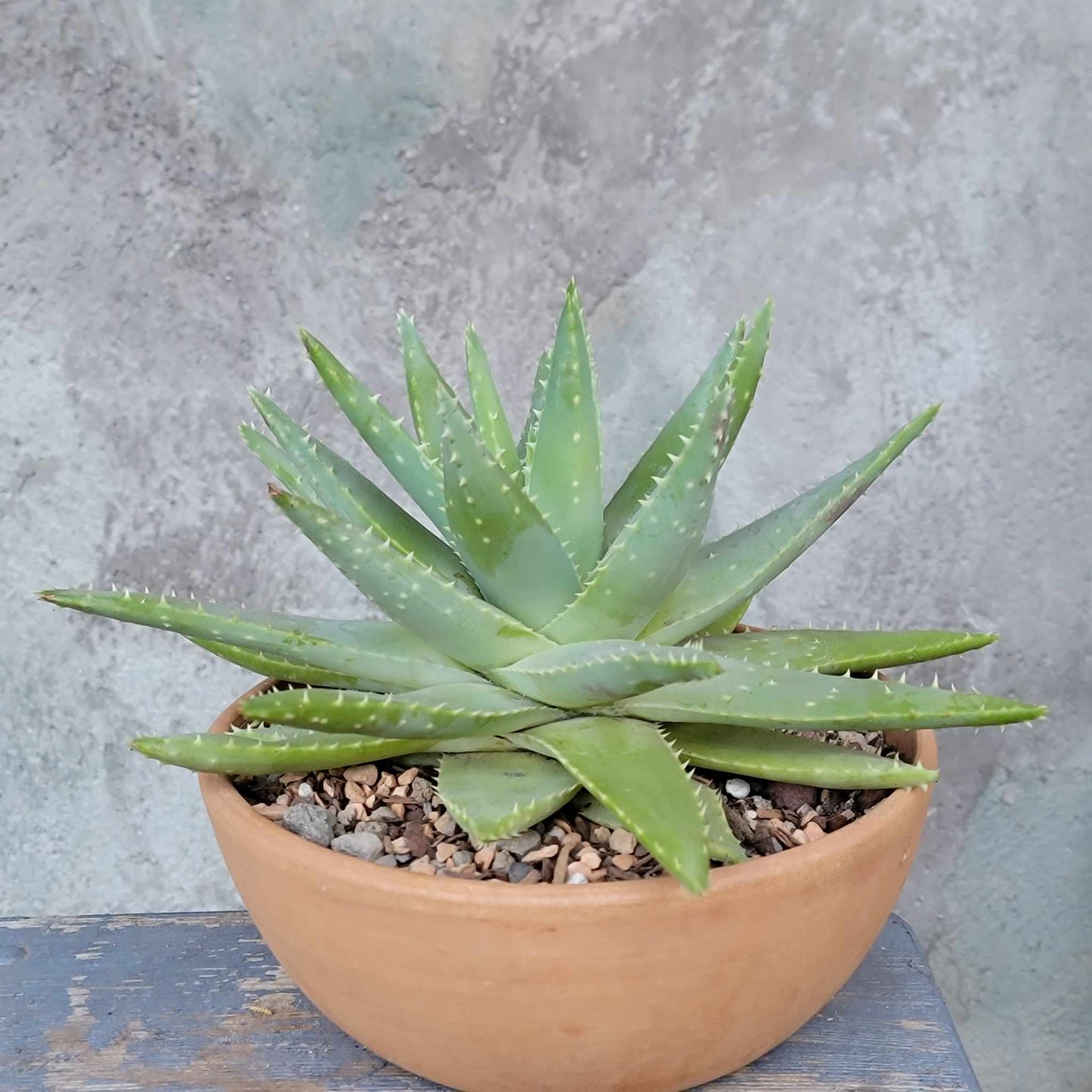 Aloe brevifolia – Crocodile Plant