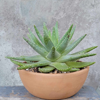 Aloe brevifolia – Crocodile Plant