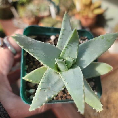 Aloe brevifolia – Crocodile Plant – 3.5"