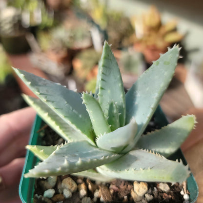 Aloe brevifolia – Crocodile Plant – 3.5"