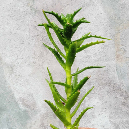 Aloe congolensis - Congo Aloe