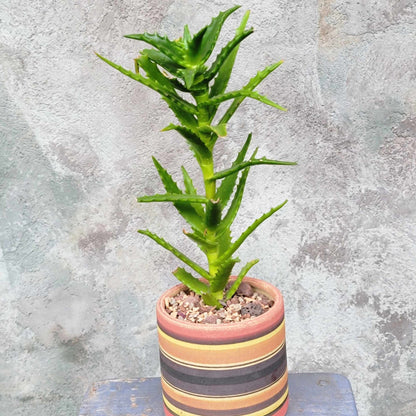 Aloe congolensis - Congo Aloe