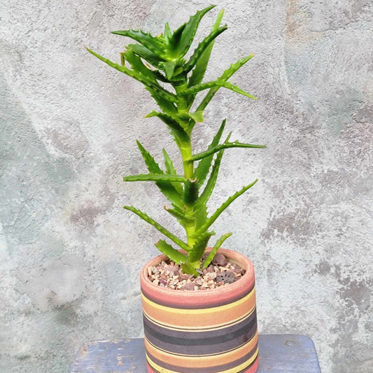 Aloe congolensis - Congo Aloe