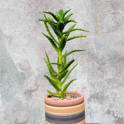 Aloe congolensis - Congo Aloe
