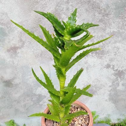 Aloe congolensis - Congo Aloe