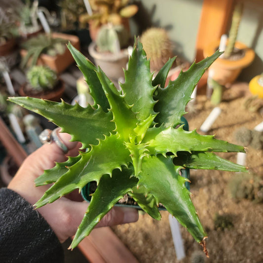 Aloe congolensis - Congo Aloe