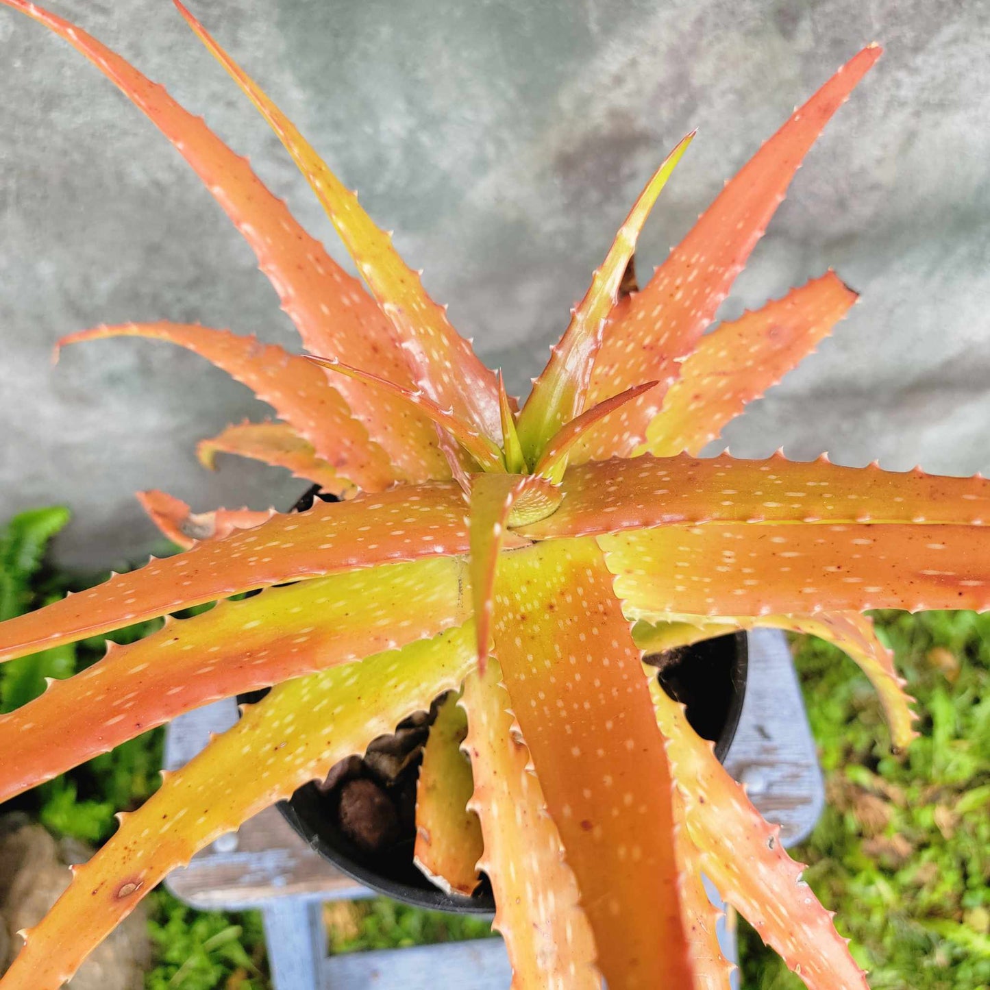 Aloe dorotheae - Sunset Aloe - 1G