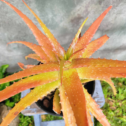 Aloe dorotheae - Sunset Aloe - 1G