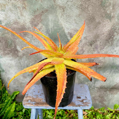 Aloe dorotheae - Sunset Aloe - 1G