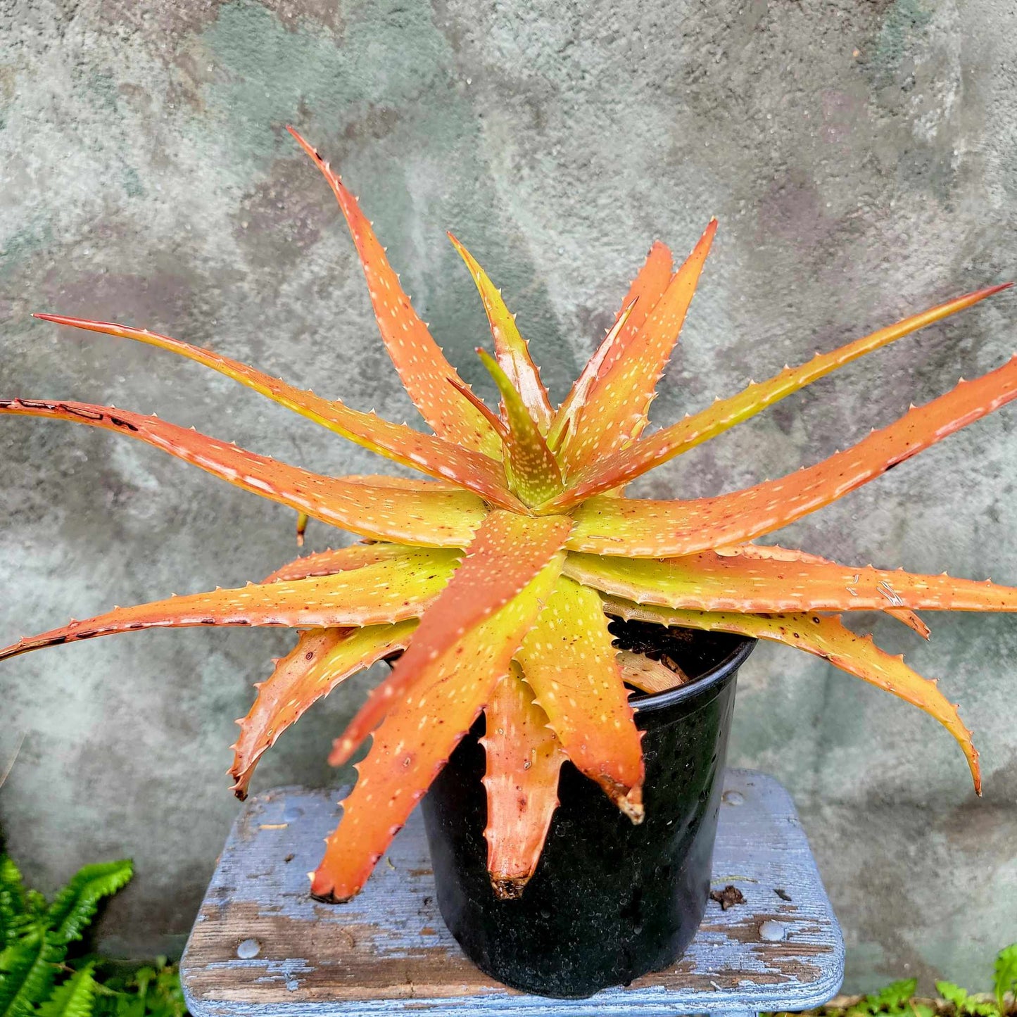 Aloe dorotheae - Sunset Aloe - 1G