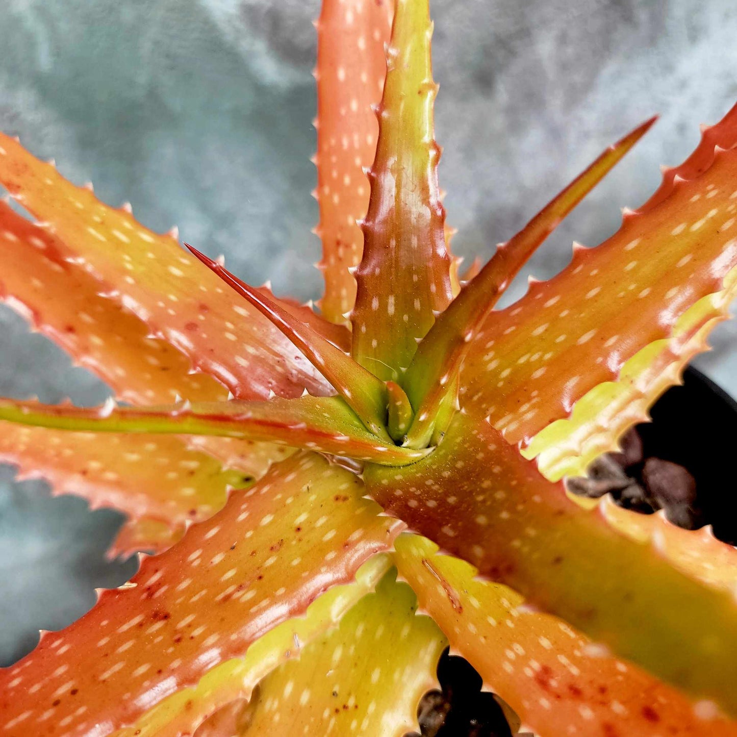 Aloe dorotheae - Sunset Aloe - 1G