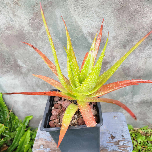 Aloe dorotheae - Sunset Aloe - 6in