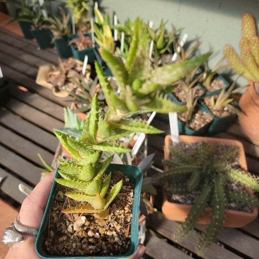 Aloe juvenna - Tiger Tooth Aloe - 3.5"