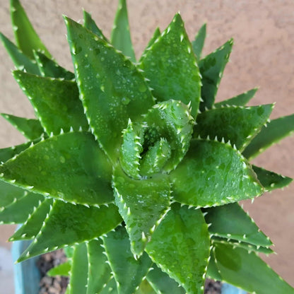 Aloe perfoliata - Mitre Aloe - 14' Tall!