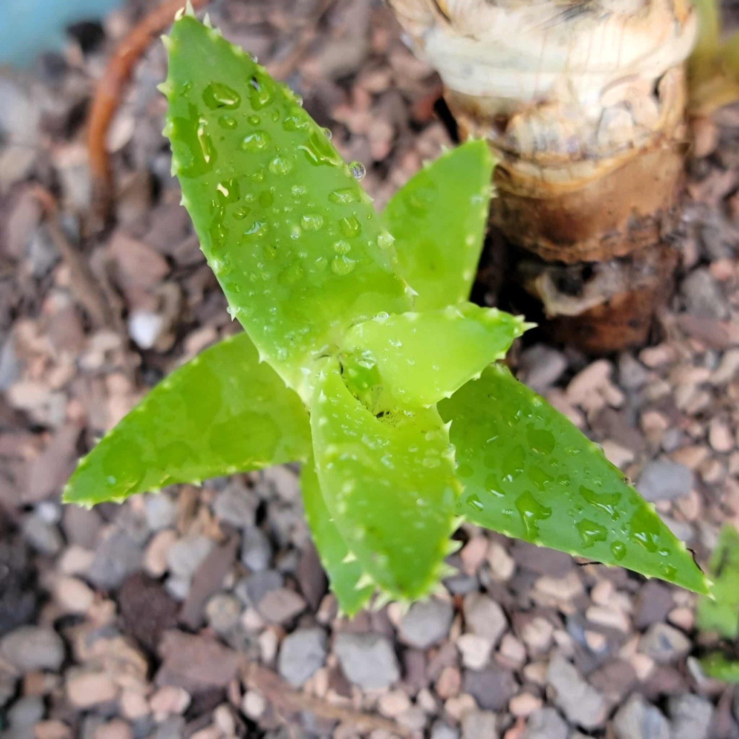 Aloe perfoliata - Mitre Aloe - 14' Tall!